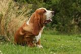 BASSET HOUND 122